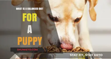 Puppy Nutrition: Balancing Your Pup's Diet