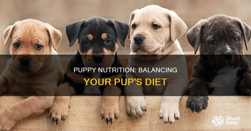 what is a balanced diet for a puppy