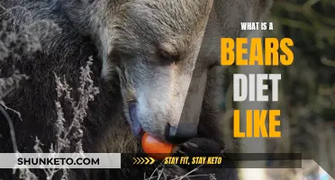 The Nutritional Needs of Bears: A Dietary Deep Dive