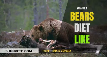 A Bear's Appetite: What Do They Eat?