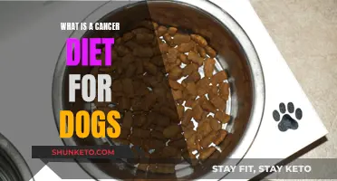 Cancer Diet for Dogs: What You Need to Know