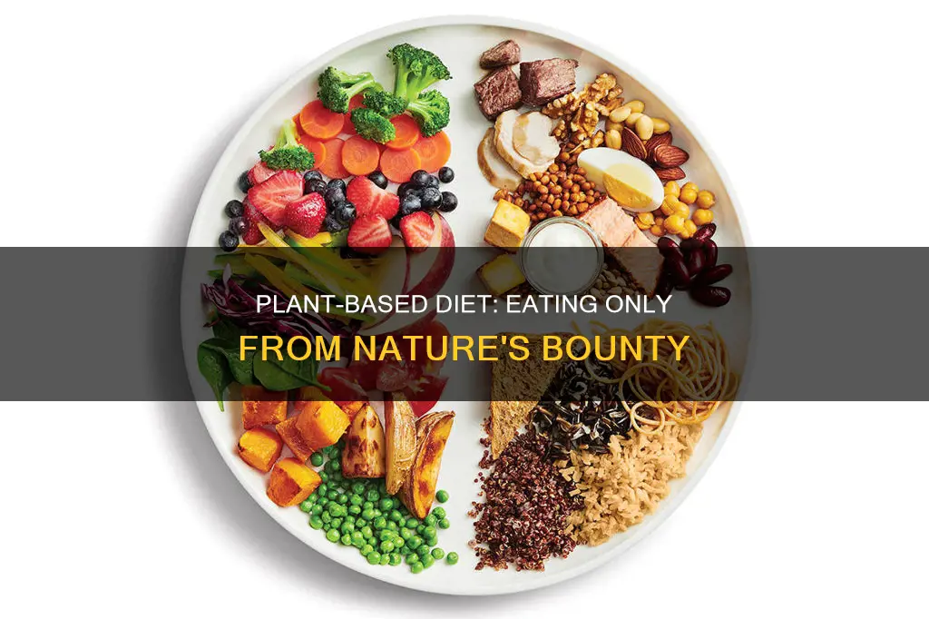 what is a complete plant based diet