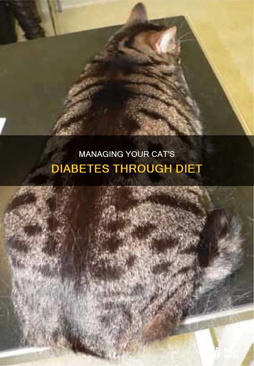 what is a diabetic diet for a cat