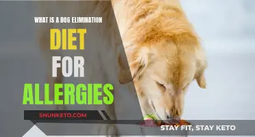 Elimination Diet for Dogs: Allergy Relief Strategy