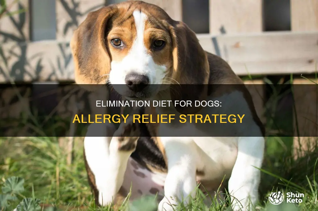 what is a dog elimination diet for allergies