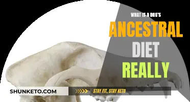 Dog Ancestral Diet: What's the Real Deal?