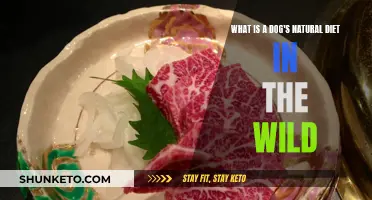 A Wild Dog's Diet: Natural Instincts and Nutrition