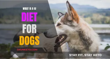 GI Diet for Dogs: What You Need to Know