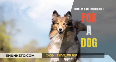 Metabolic Diet for Dogs: What You Need to Know