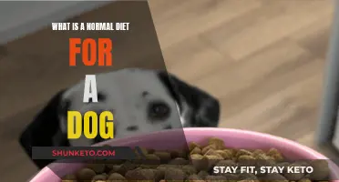 Healthy Dog Diet: What Should You Feed Your Pet?