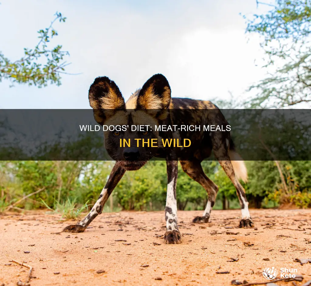 what is a painted wild dogs diet