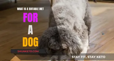 Dog Diet: What's Best for Your Pup's Health?