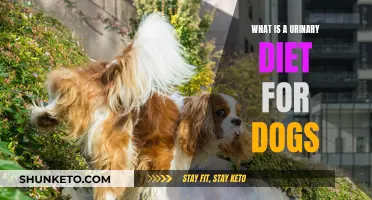 Urinary Diet for Dogs: What, Why, and How?
