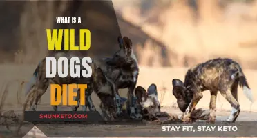 Wild Dogs' Diet: What Do They Eat?