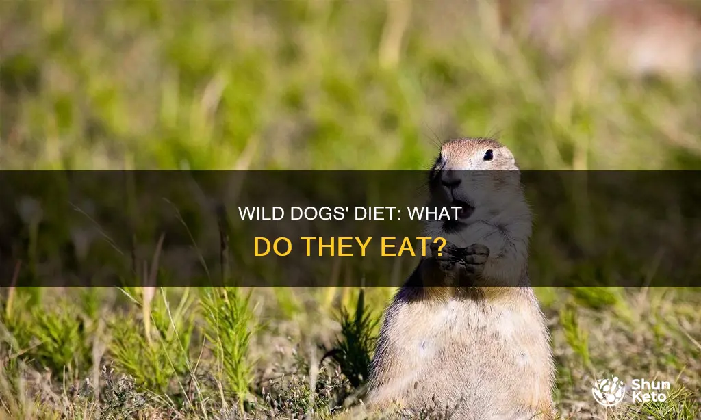 what is a wild dogs diet