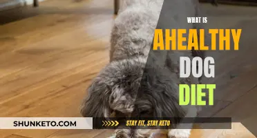 Healthy Eating for Dogs: What You Need to Know