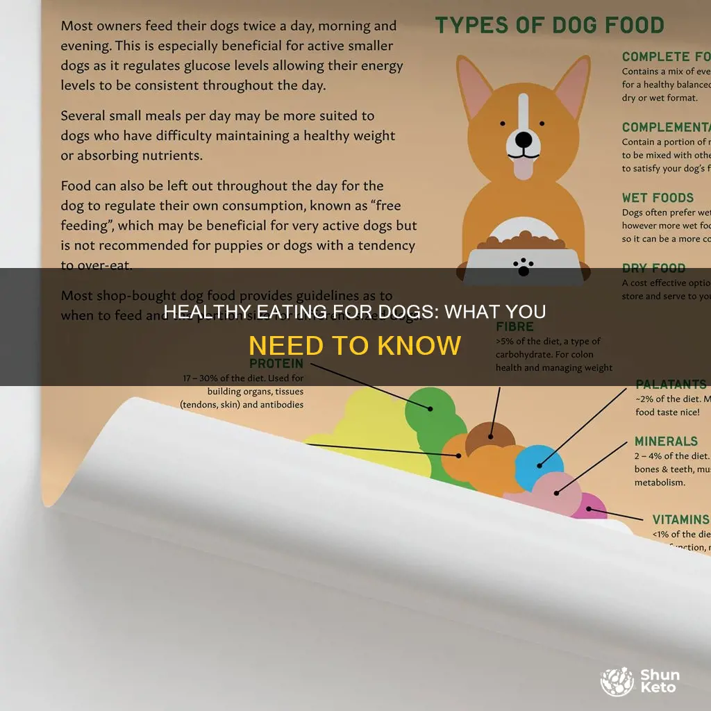 what is ahealthy dog diet