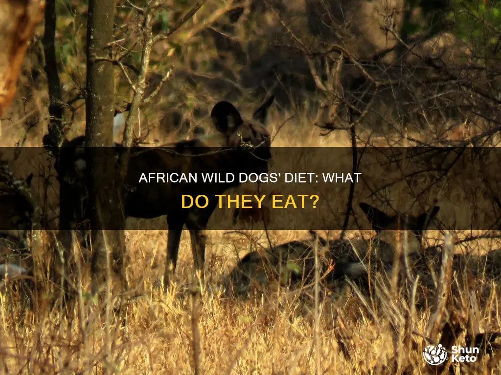 what is an african wild dogs diet
