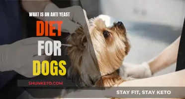 Anti-Yeast Diet for Dogs: What You Need to Know