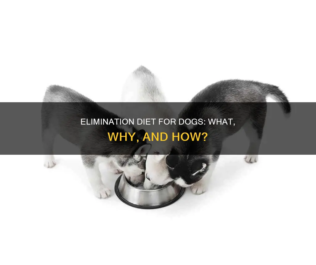 what is an elimination diet for dogs