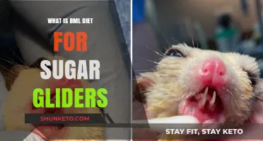 Sugar Gliders' BML Diet: What You Need to Know
