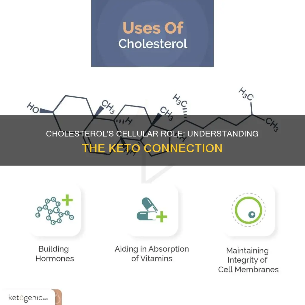 what is cholesterol used for at the cellular level keto