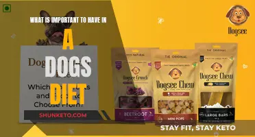 Dog Diet Essentials: What Your Pup Needs to Thrive