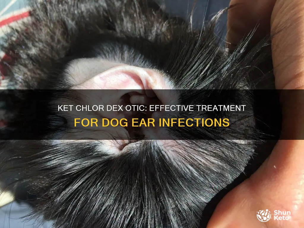 what is ket chlor dex otic used for in dogs