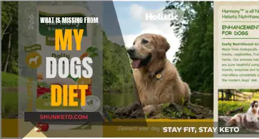 Balancing Your Dog's Diet: What's Missing?