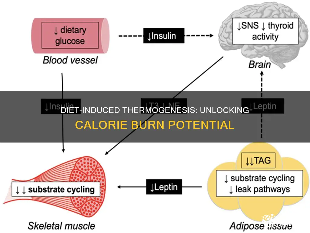 what is my diet induced thermogenesis in calories