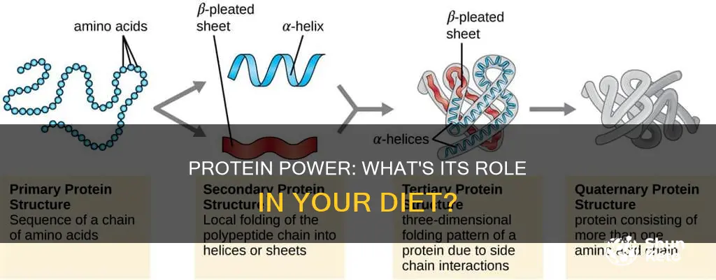 what is protein used for in your diet