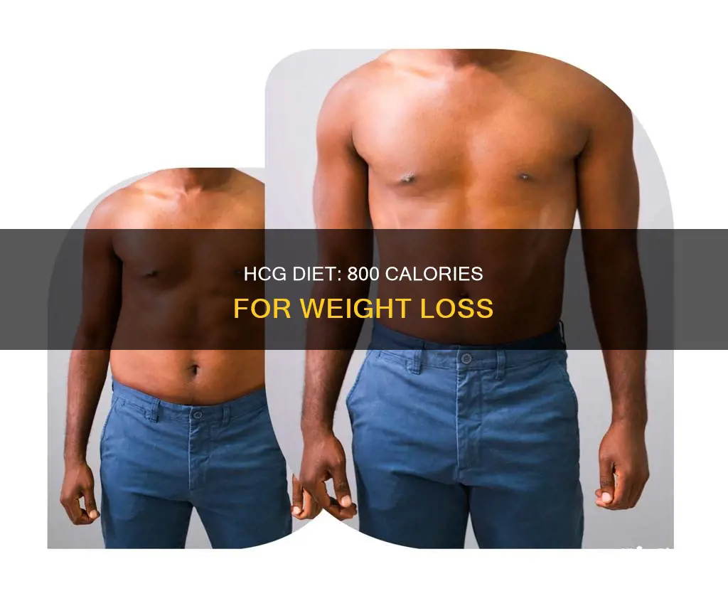 what is the 800 calorie hcg diet protocol