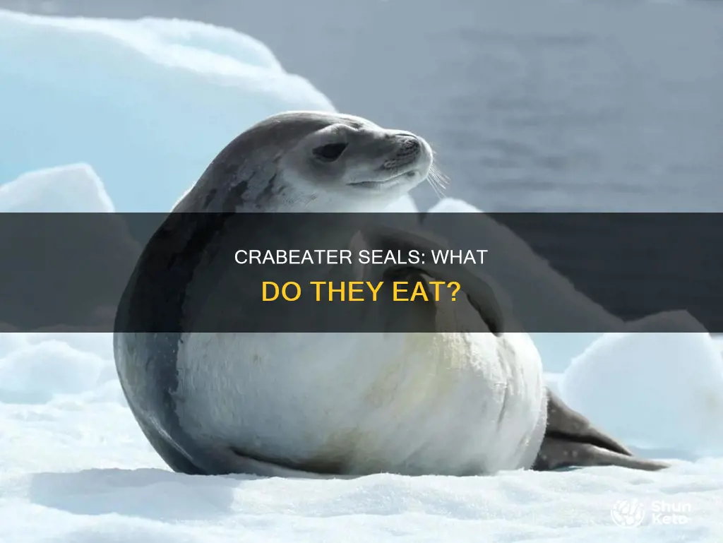 what is the crabeater seal