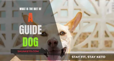 Guide Dogs' Diet: Nutrition and Meal Plans Explained