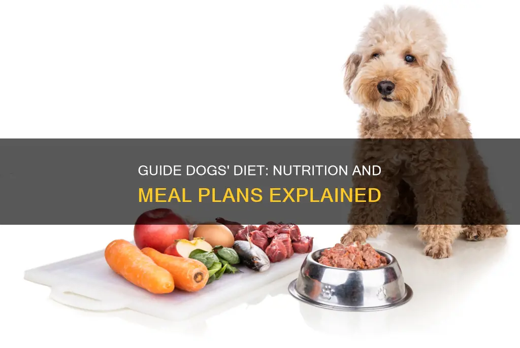 what is the diet of a guide dog