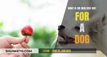 Dog Diet: What's the Healthiest Food for Your Pup?