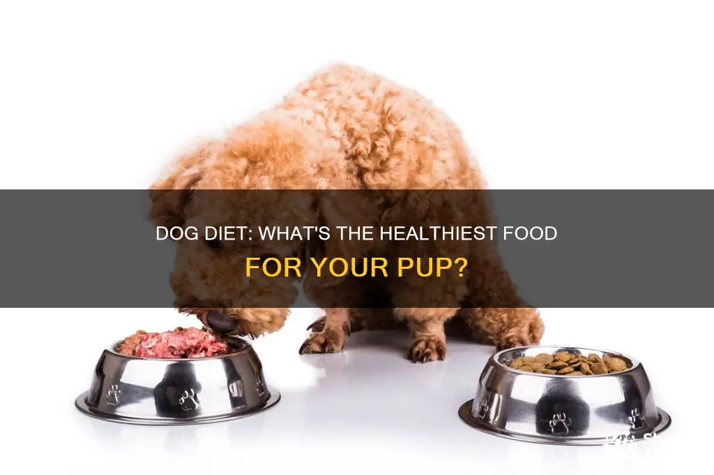 what is the healtiest diet for a dog