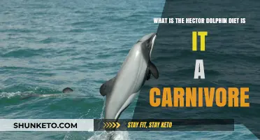 Hector Dolphin Diet: Carnivorous Marine Mammal
