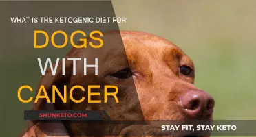Ketogenic Diet: Cancer Treatment for Dogs