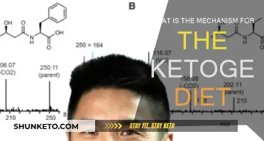 Ketogenic Diet: Understanding the Mechanism Behind the Popular Diet