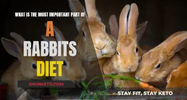 Key to a Rabbit's Health: Diet Essentials