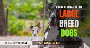 Large Breed Dogs: Optimizing Their Diet for Health