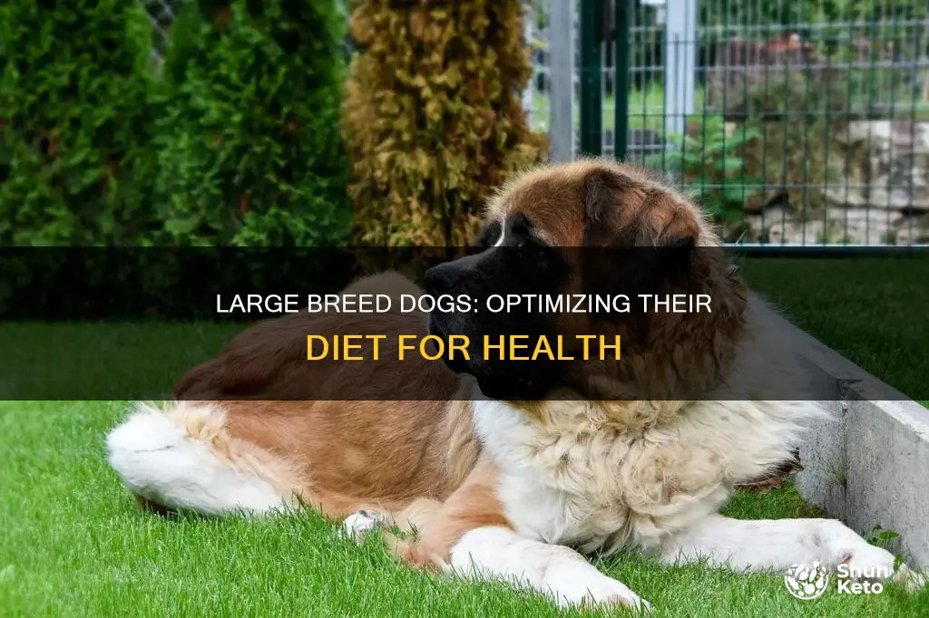 what is the optimal diet for large breed dogs