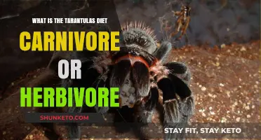Tarantula Diet: Meat or Veggies?