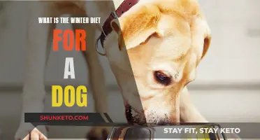 Winter Dieting for Dogs: What's on the Menu?