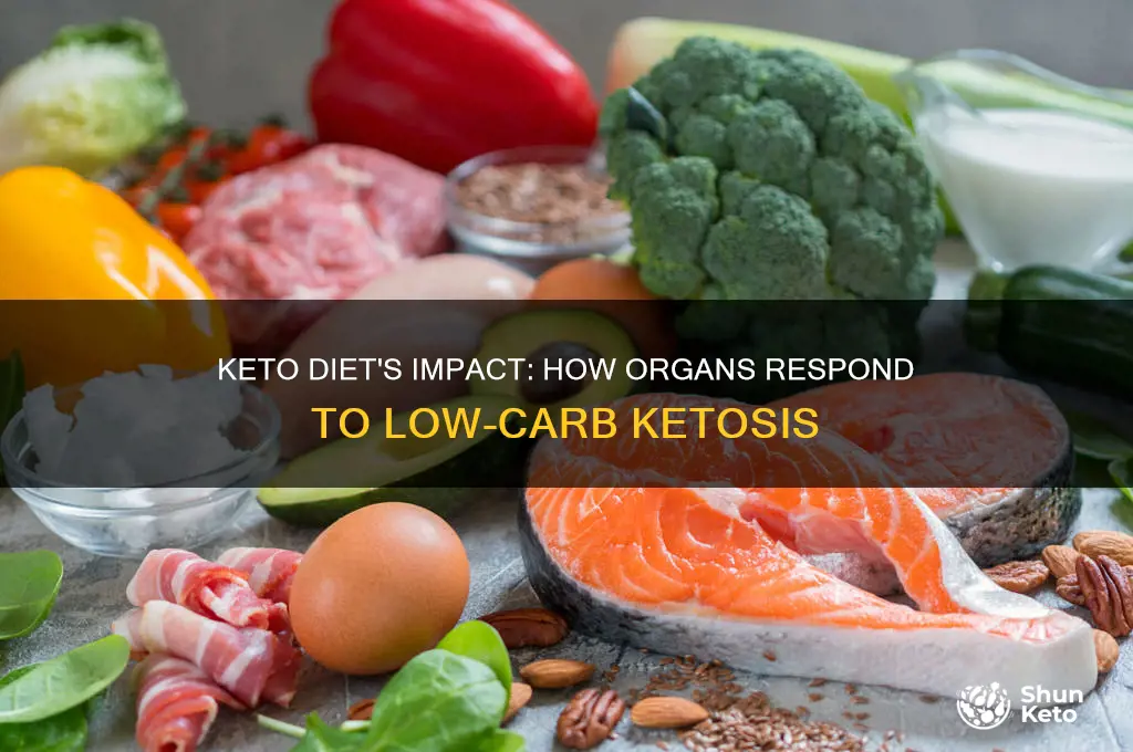 what keto diet does to organs