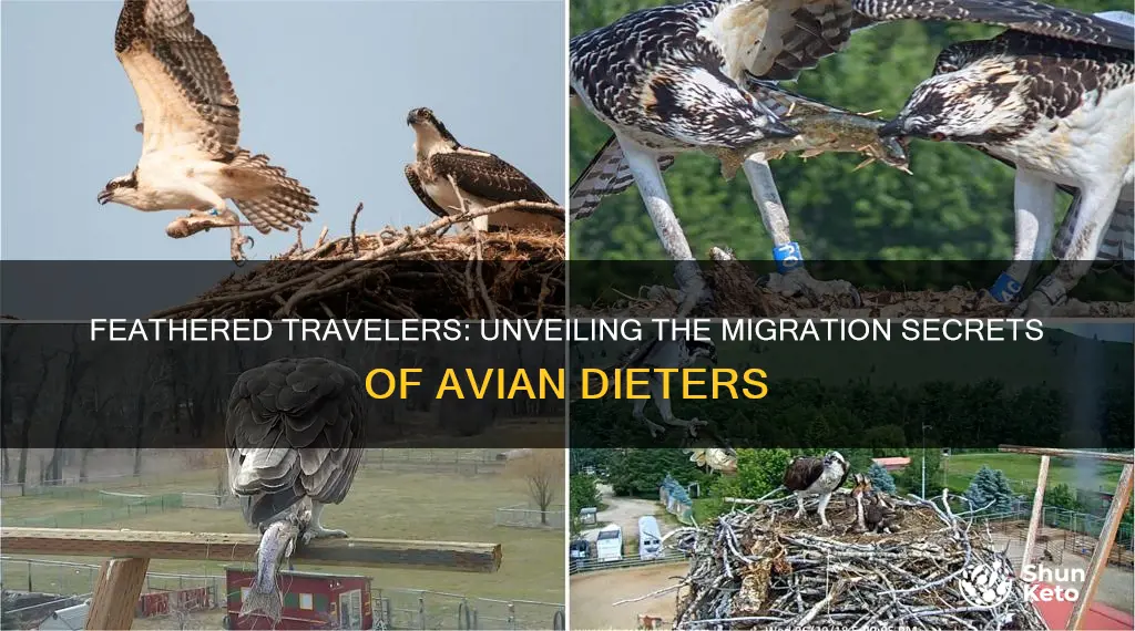 what kind of birds migrate their habitat and diet