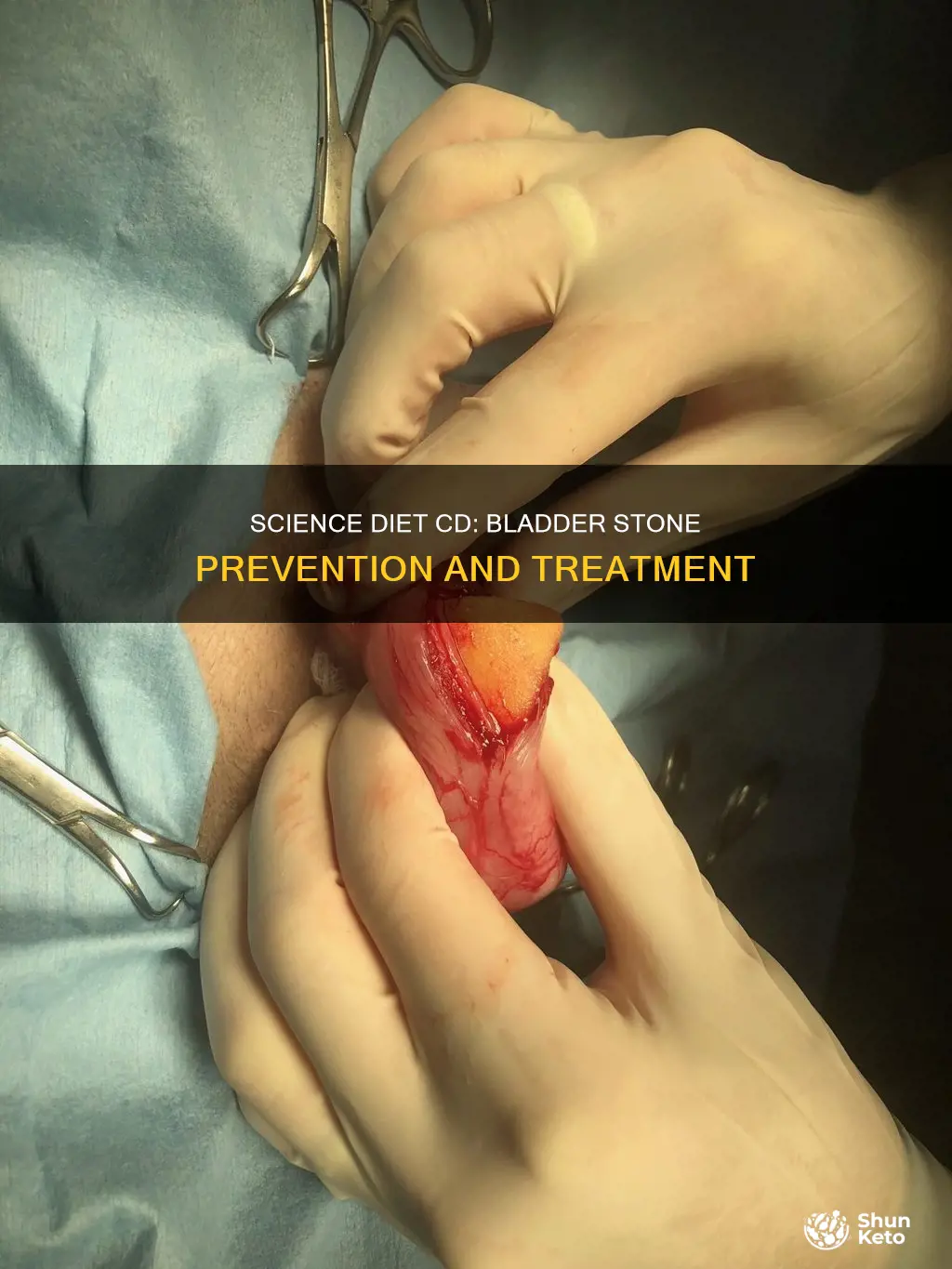 what kind of bladder stones does science diet cd help