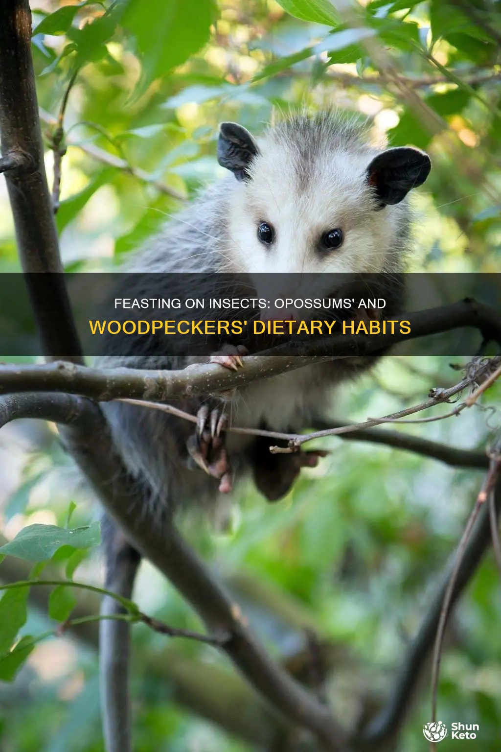 what kind of diet do opossums and woodpeckers have