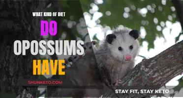 Opossum's Omnivorous Diet: A Feast of Insects, Fruits, and More